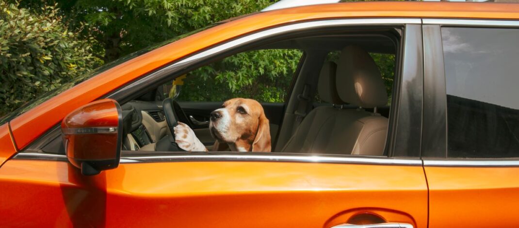 Hund sitzt am Steuer eines orangefarbenen Autos, schaut konzentriert nach vorne und hält die Pfoten am Lenkrad.