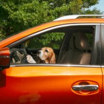 Hund sitzt am Steuer eines orangefarbenen Autos, schaut konzentriert nach vorne und hält die Pfoten am Lenkrad.