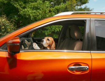 Hund sitzt am Steuer eines orangefarbenen Autos, schaut konzentriert nach vorne und hält die Pfoten am Lenkrad.