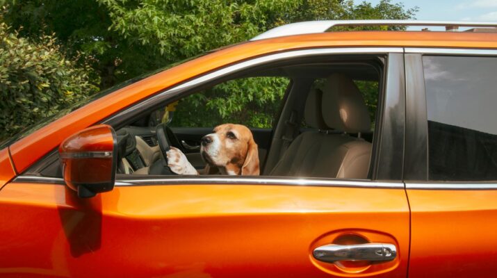 Hund sitzt am Steuer eines orangefarbenen Autos, schaut konzentriert nach vorne und hält die Pfoten am Lenkrad.