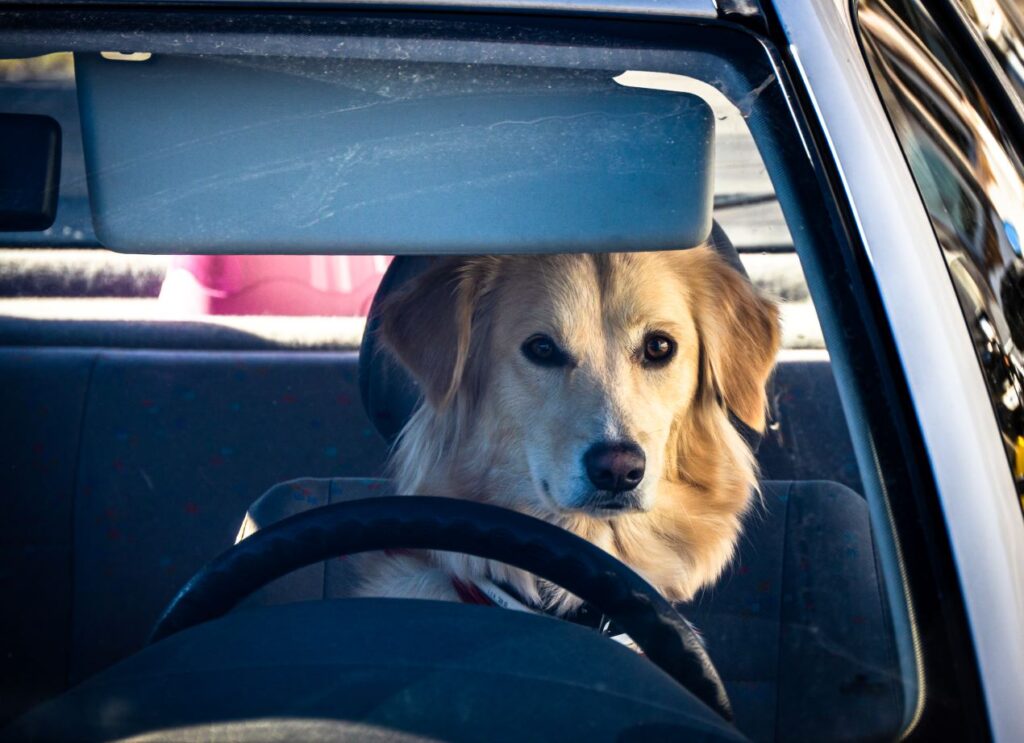 Ein Hund sitzt konzentriert hinter dem Lenkrad eines Autos, als würde er sich auf ein Fahrsicherheitstraining vorbereiten – eine humorvolle Anspielung auf WAB Kurs in Basel.