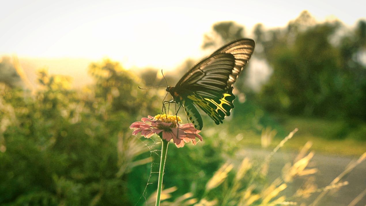 Schmetterling auf heimischer Wildblume bei Sonnenuntergang als Symbol fuer artenreichen Gartenbau Mannheim
